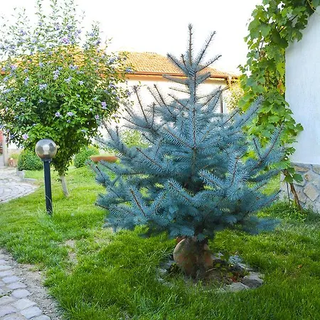 Raiski Kаt Affittacamere Mezek