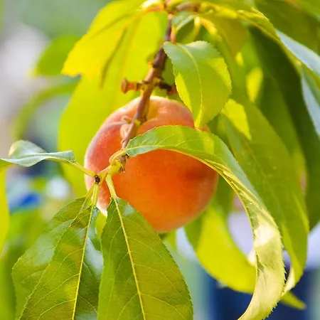 Affittacamere Raiski Kаt